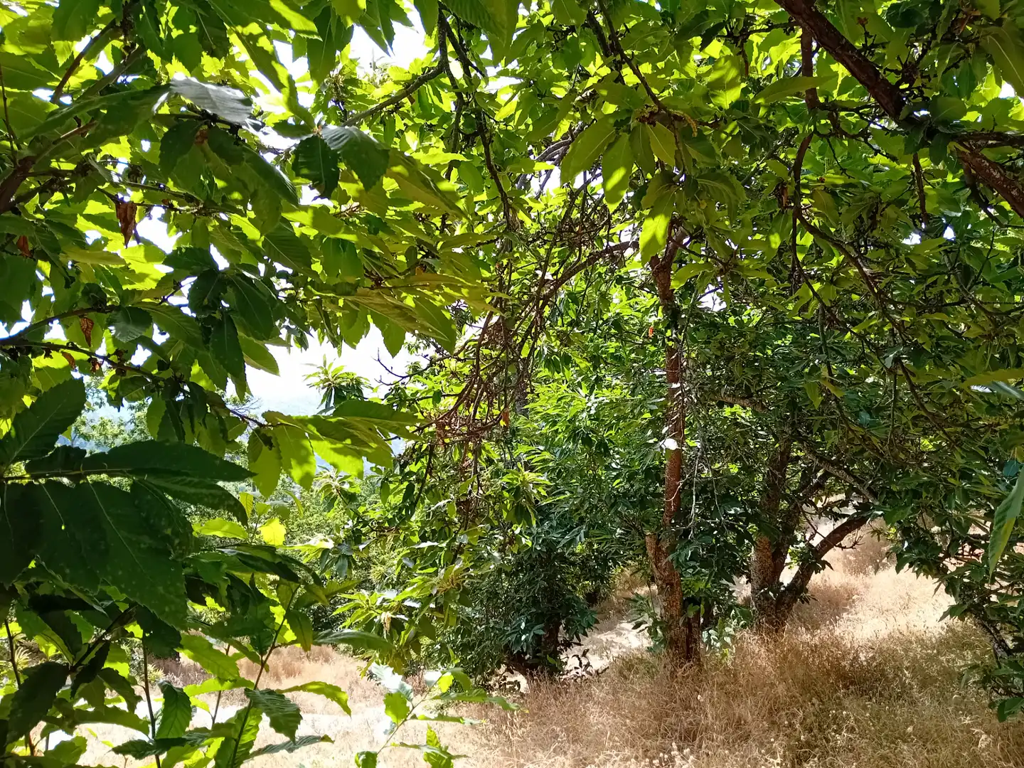 Terreno rústico en venta en Yunquera, imagen 6