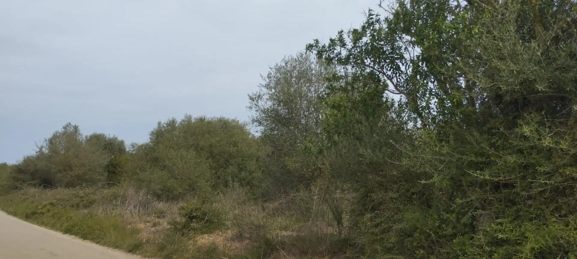 Rural land for sale in Felanitx Poble, imagen 7