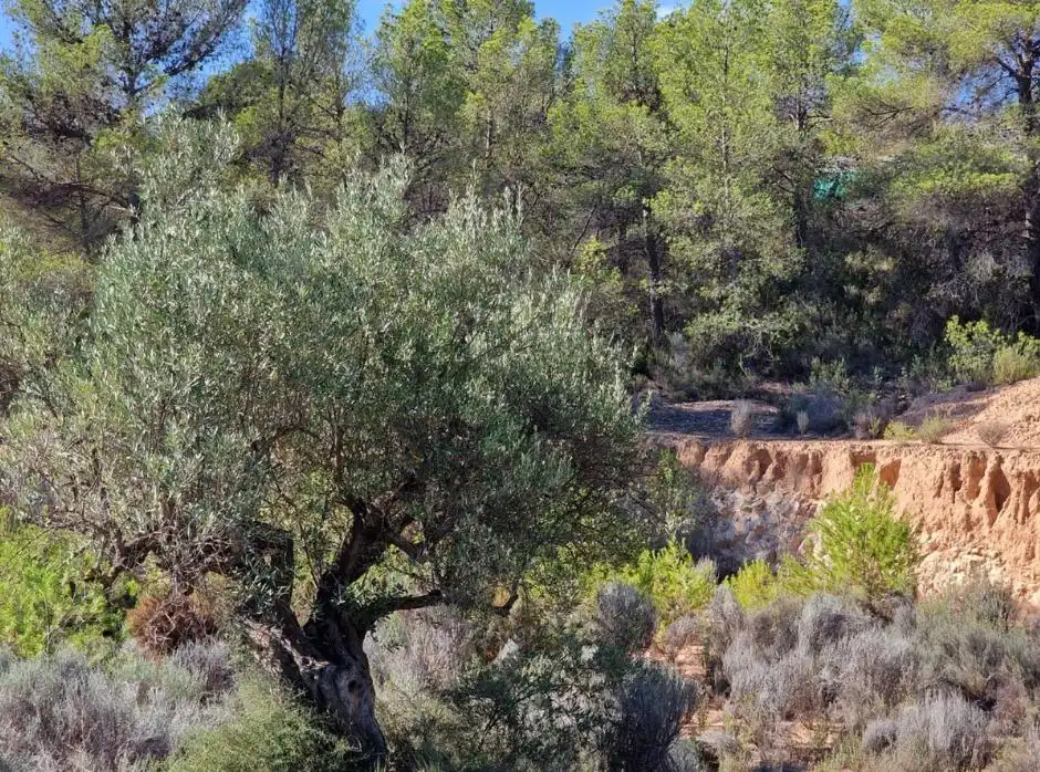 Terrenys i solars en venda a Tibi