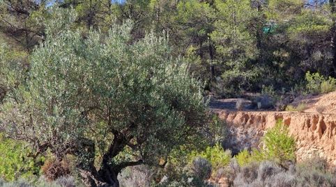 SE VENDE PARCELA   27.000 MTS  FACIL ACCESO  TIBI