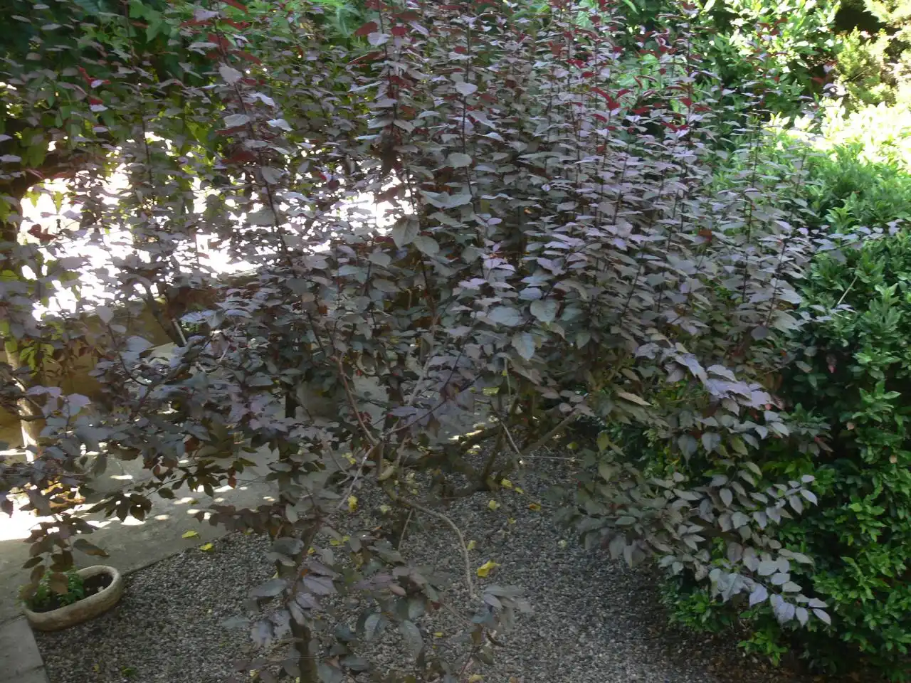 Jardí de Finca rústica en venda en Guissona amb Calefacció, Jardí privat i Terrassa