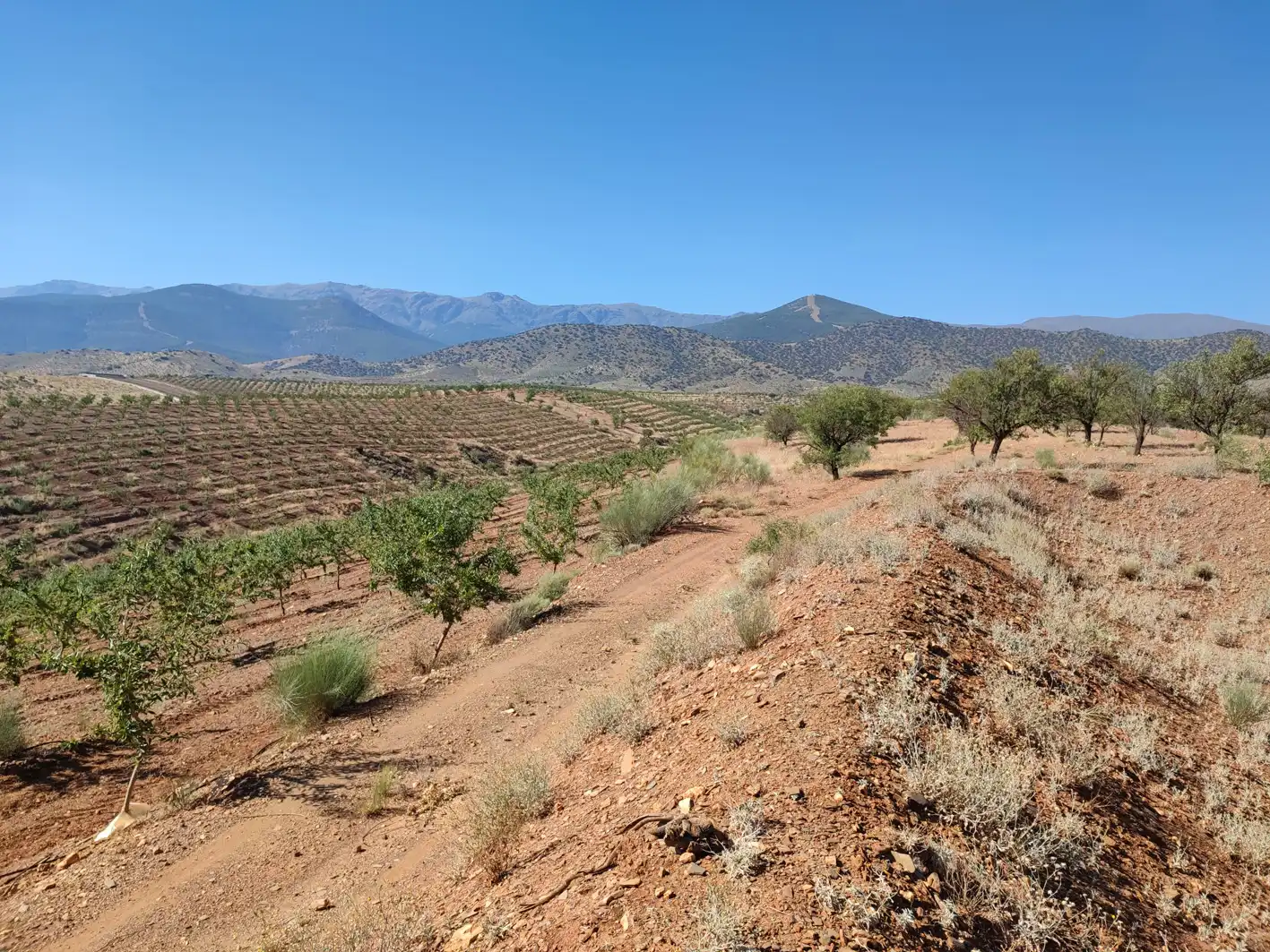 Land for sale in Huéneja