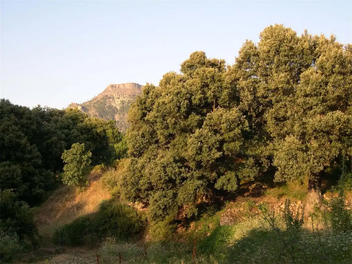 Finca rústica en venda en Yeste amb Jardí privat, Traster i Piscina