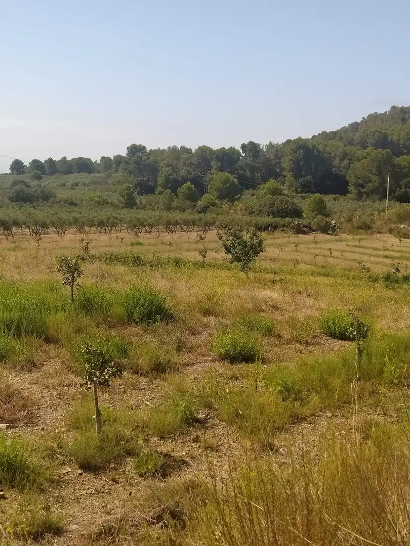 Terreno rustico in vendita a Riudecols, imagen 6