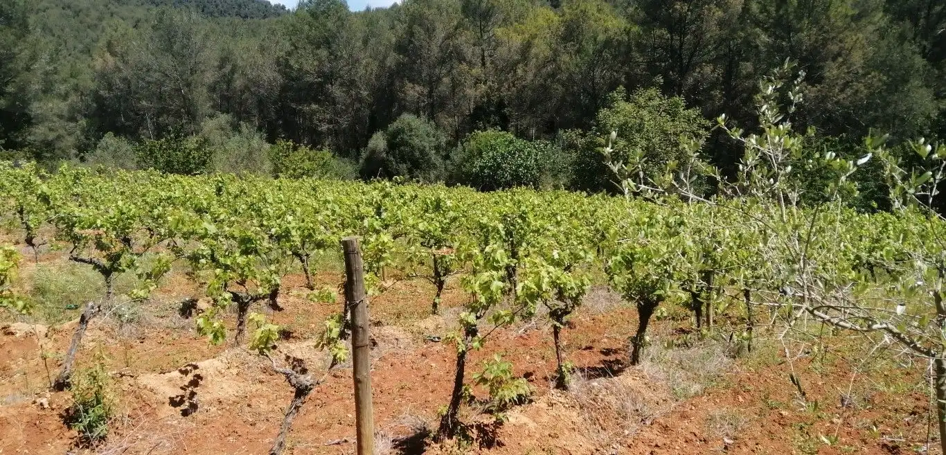 Terreny rústic en venda a Olesa de Bonesvalls, imagen 6