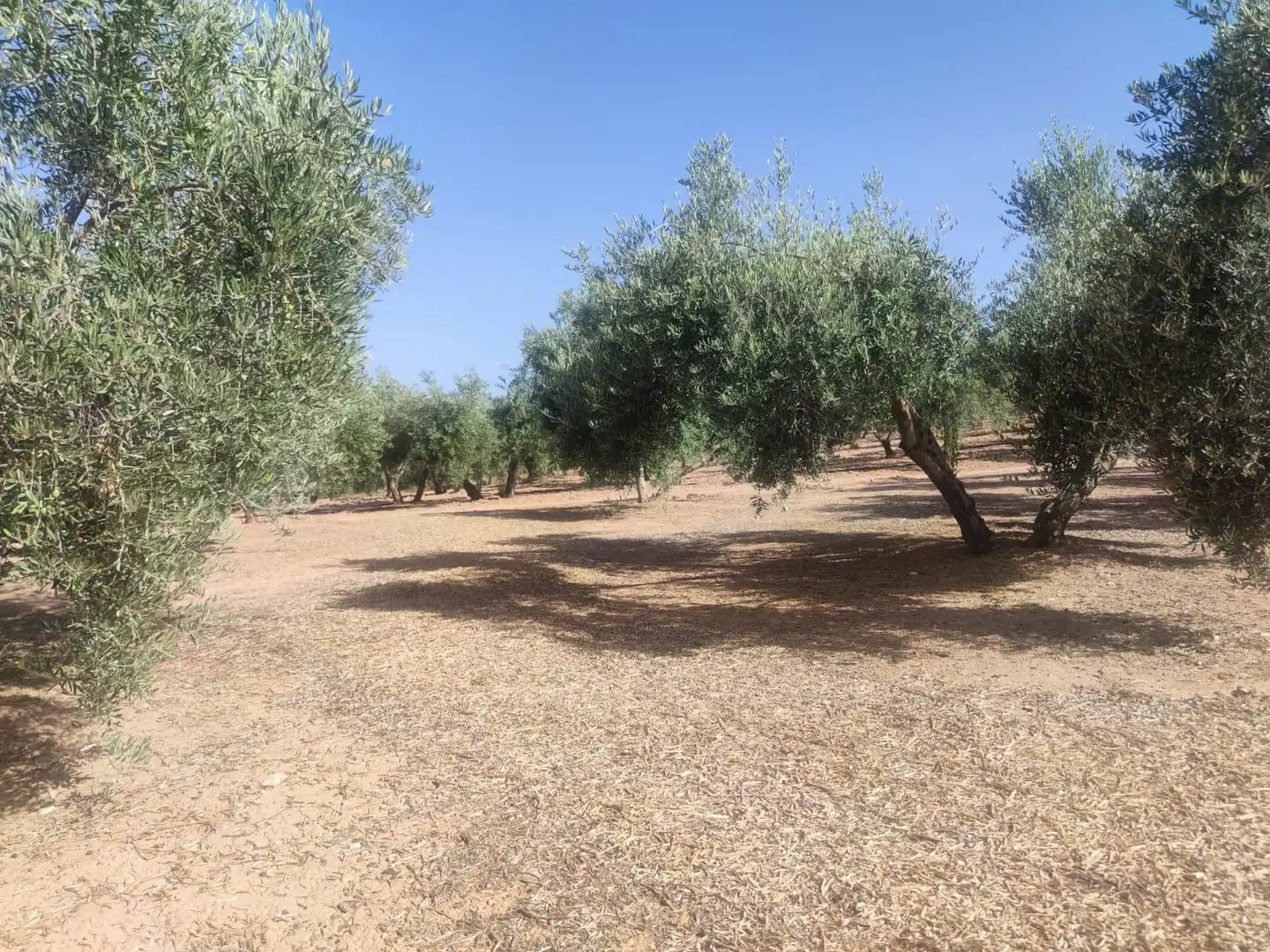 Terreni e lotti in vendita a Cogollos de la Vega, imagen 4