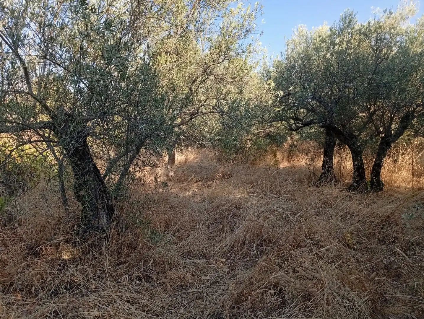 Terreni e lotti in vendita a Villanueva de la Vera, imagen 38