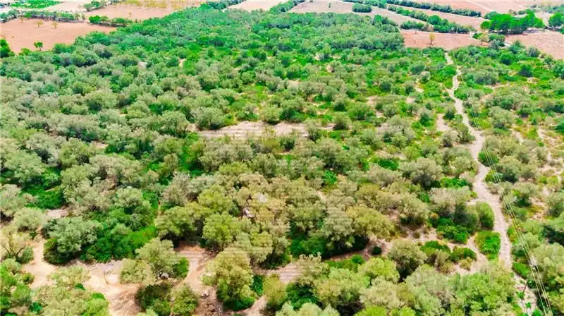 Residential land for sale in Felanitx Poble, imagen 2