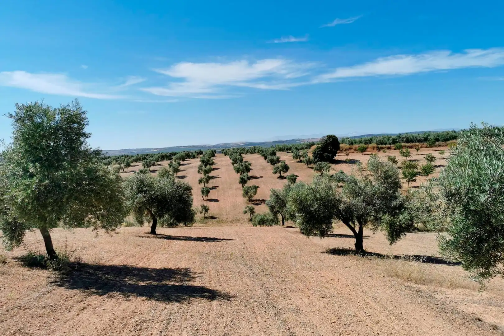Terreni e lotti in vendita a FINCA DE HUELMA, imagen 3