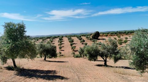 FINCA DE OLIVOS, HUELMA, immagine 3