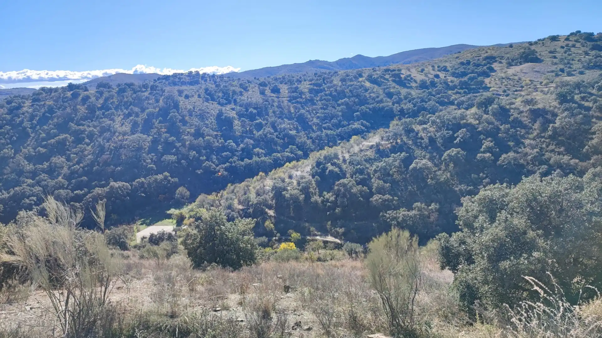 Land for sale in Alcudia de Monteagud