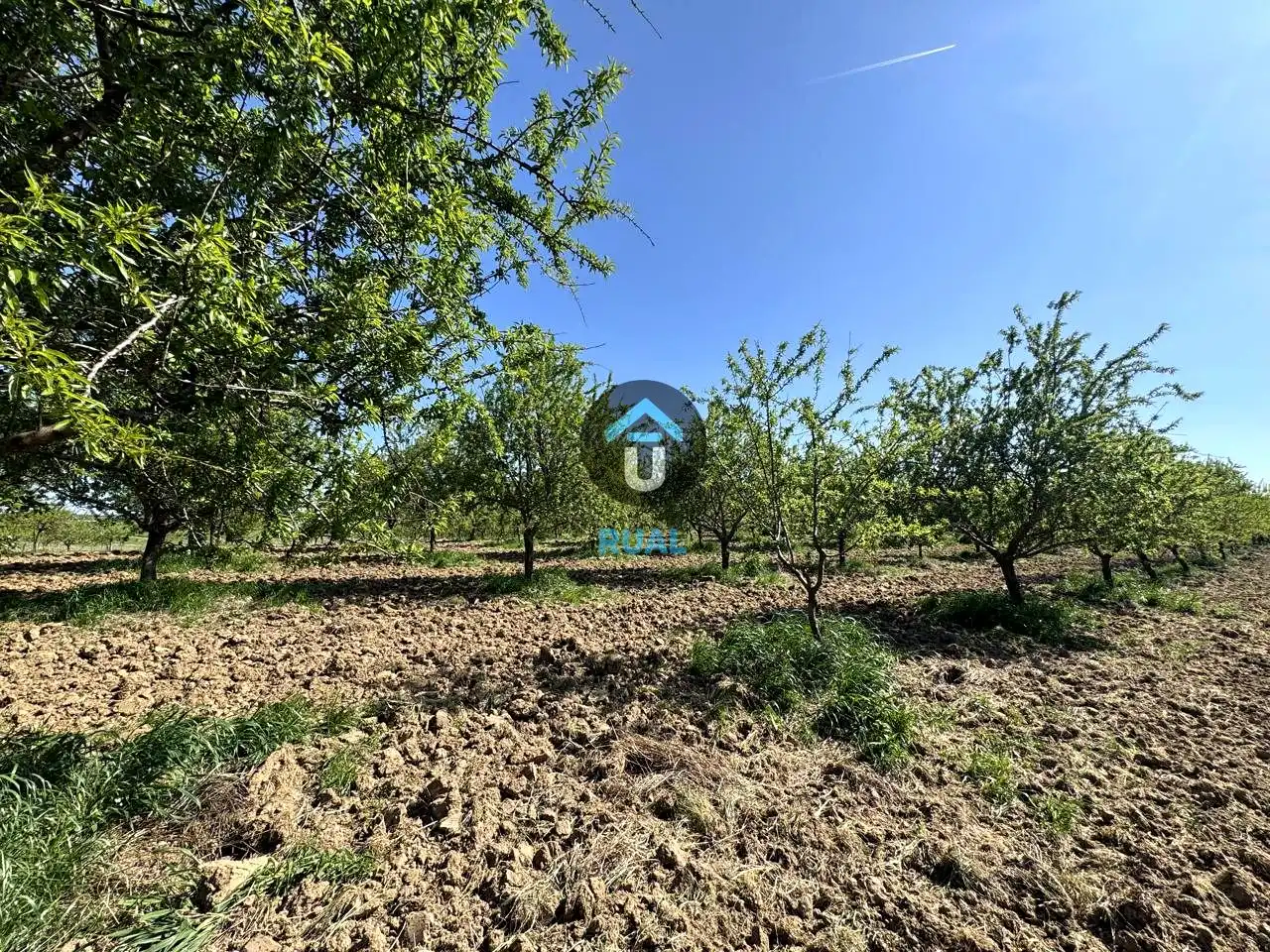 Land for sale in Herreruela de Oropesa
