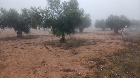 oferta de finca con olivos , immagine 3