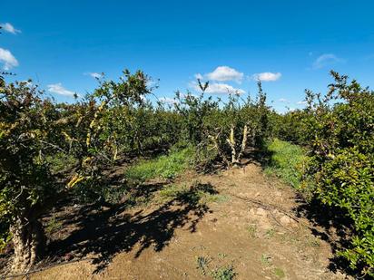 Land for sale in Elche / Elx