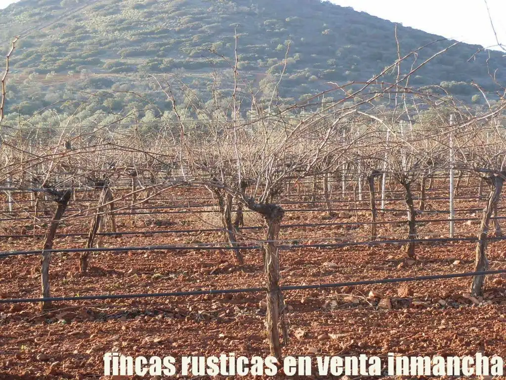 Terreno rústico en venta en Moral de Calatrava, imagen 10