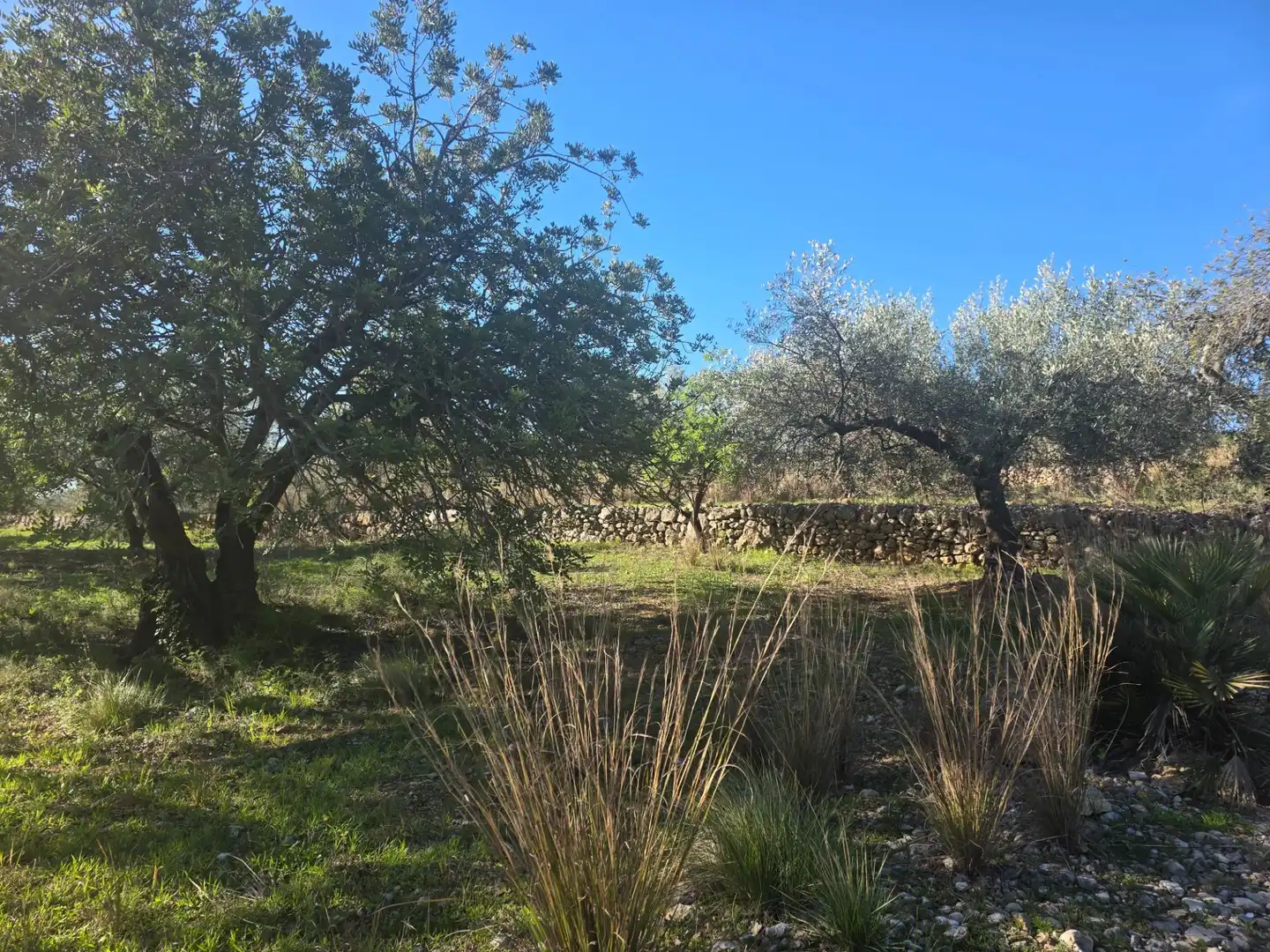 Terreno rustico in vendita a Alcanar, imagen 3
