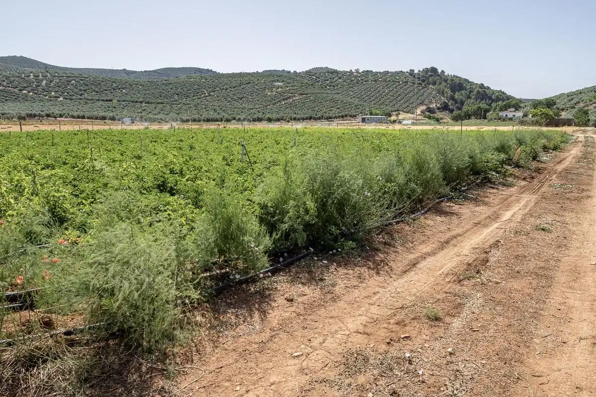 Land for sale in Montefrío