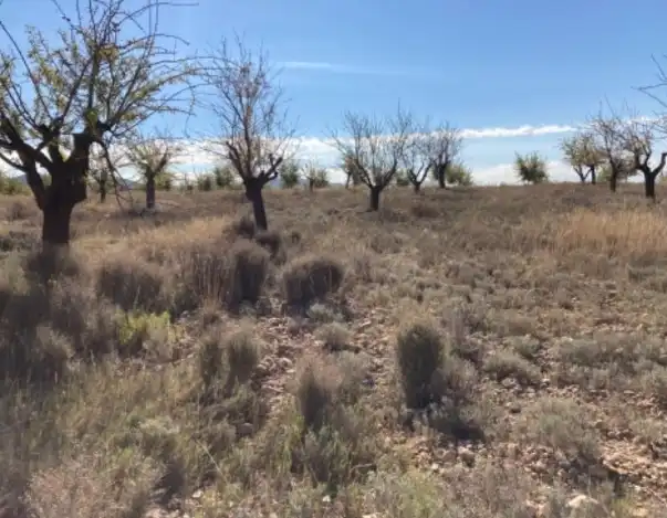 Rustikales Grundstück zum Verkauf in Requena, imagen 7