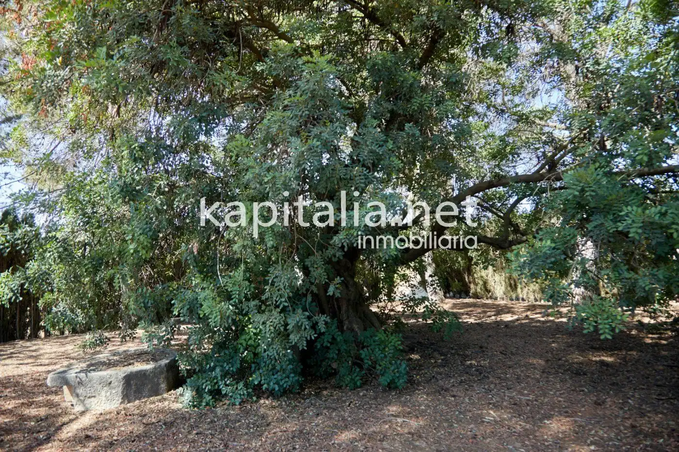 Chalet en venta en El Pilar, imagen 75