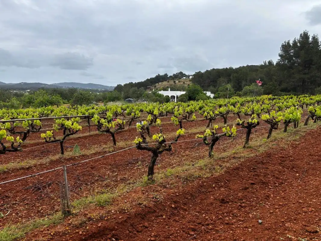 Exterior view of Land for sale in Sant Joan de Labritja