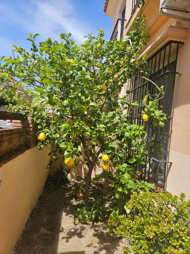 Jardí de Casa o xalet en venda en La Línea de la Concepción amb Jardí privat, Terrassa i Traster