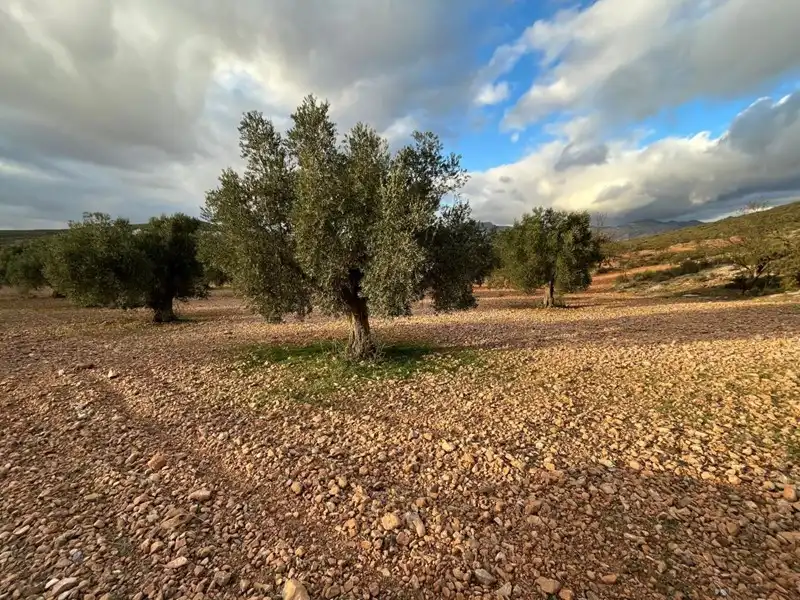 Terreny rústic en venda a Villamena, imagen 10