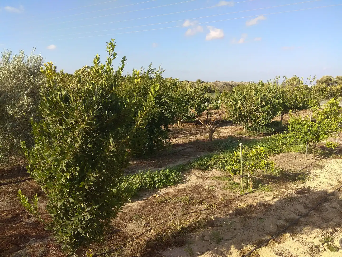 Grundstücke zum Verkauf in Cádiz