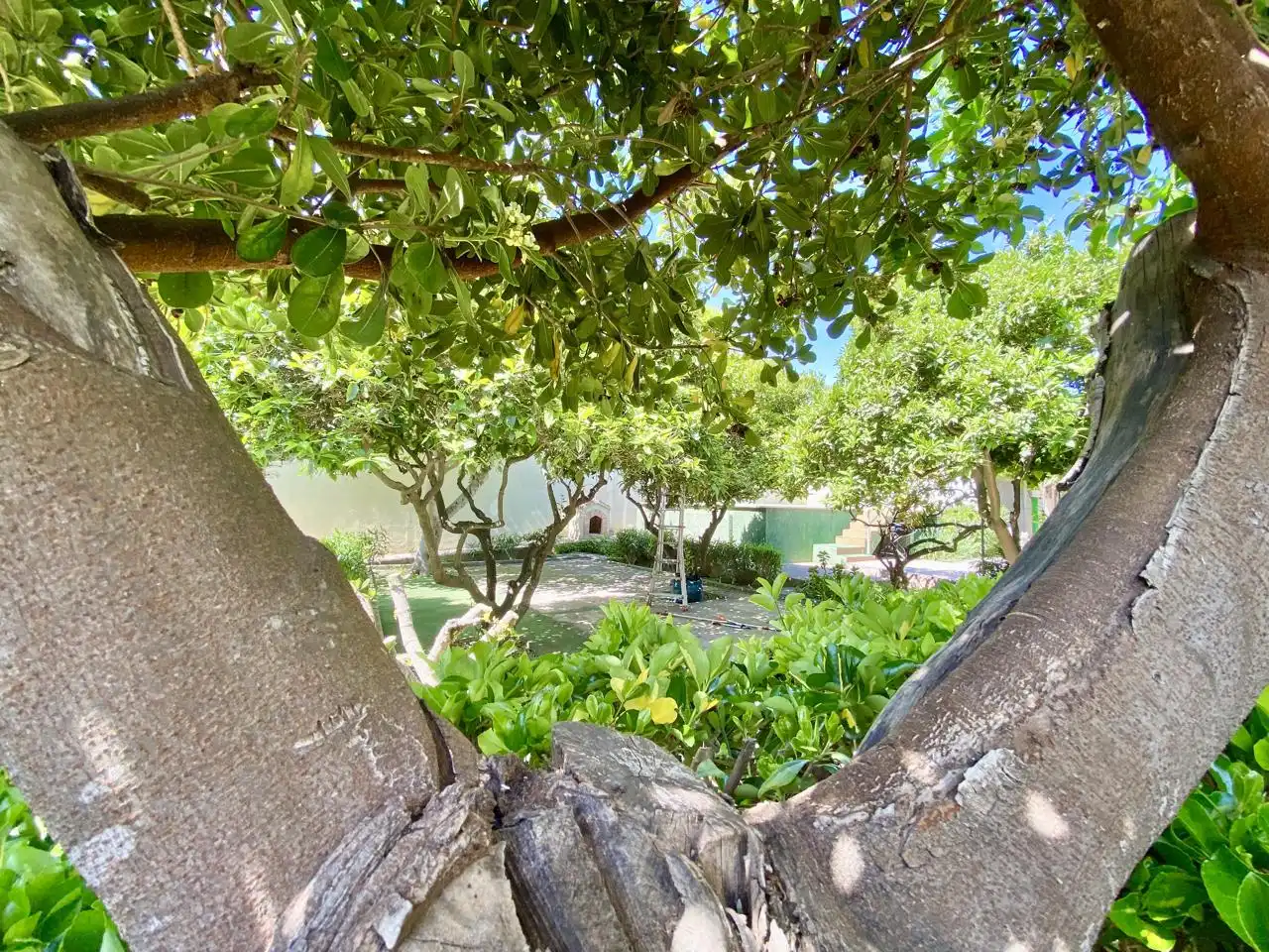 Garten von Haus oder Chalet zum Verkauf in  Palma de Mallorca mit Privatgarten, Terrasse und Abstellraum