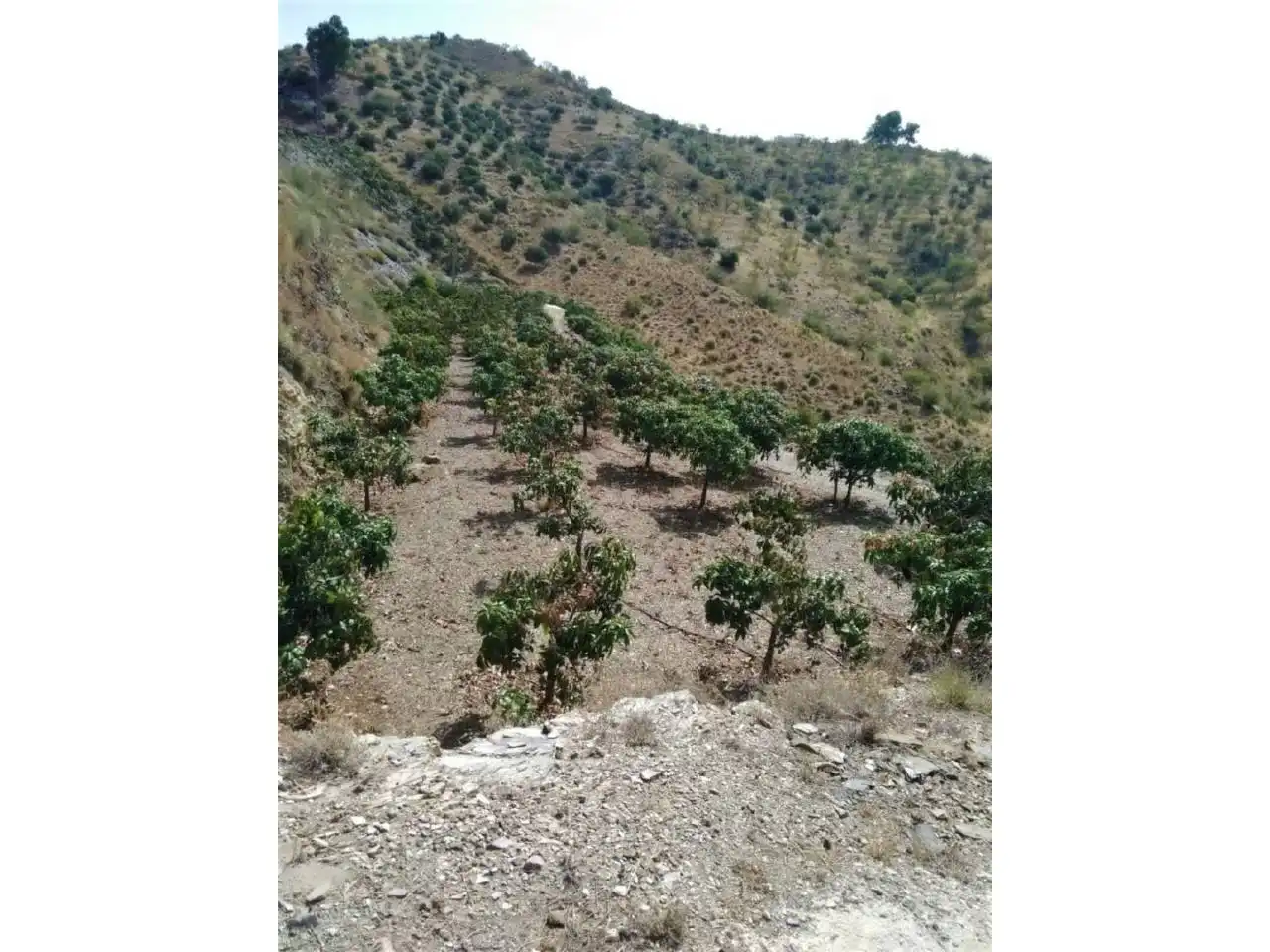 Casa o xalet en venda en Rincón de la Victoria