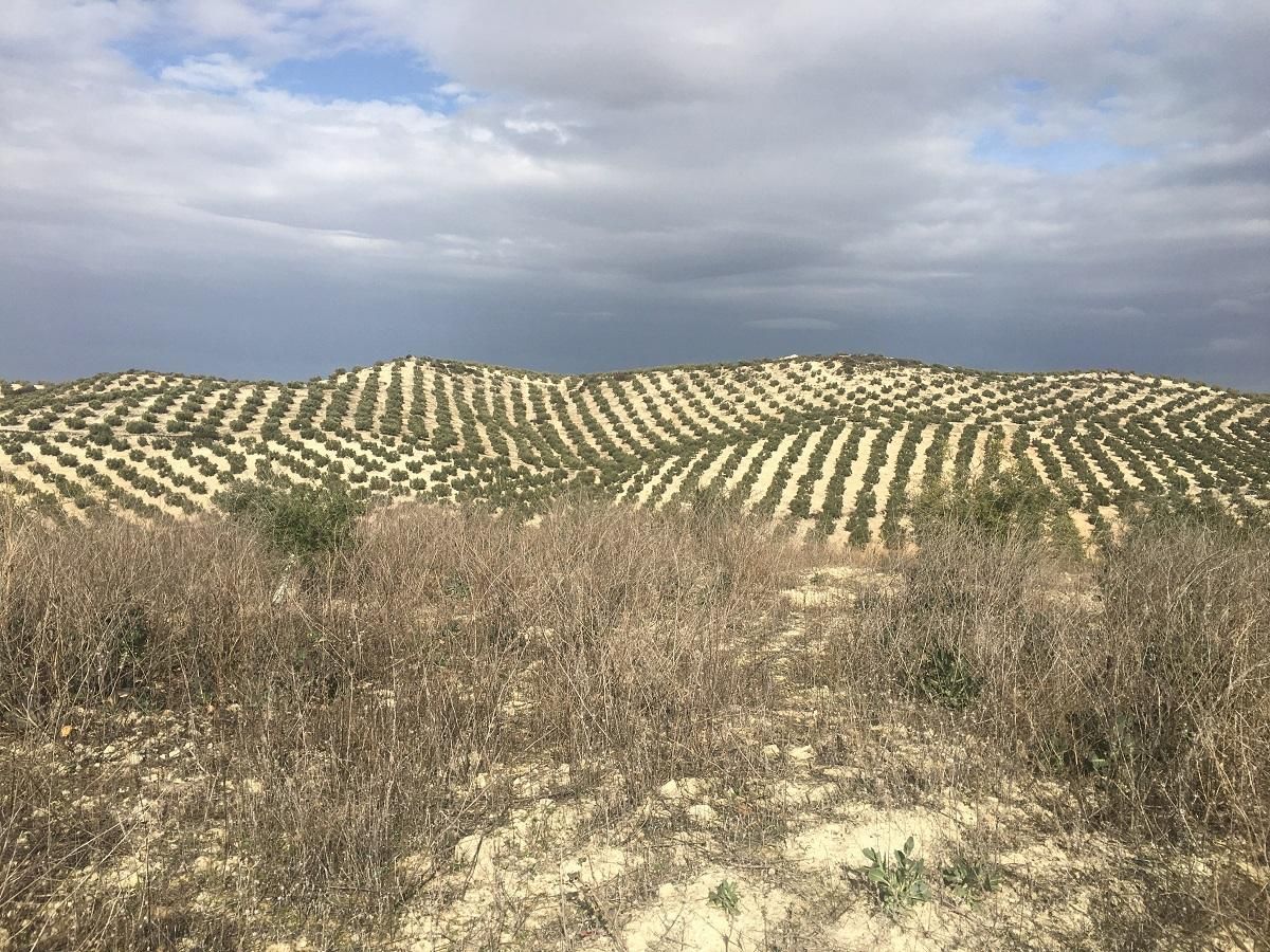 Grundstücke zum verkauf in Lucena