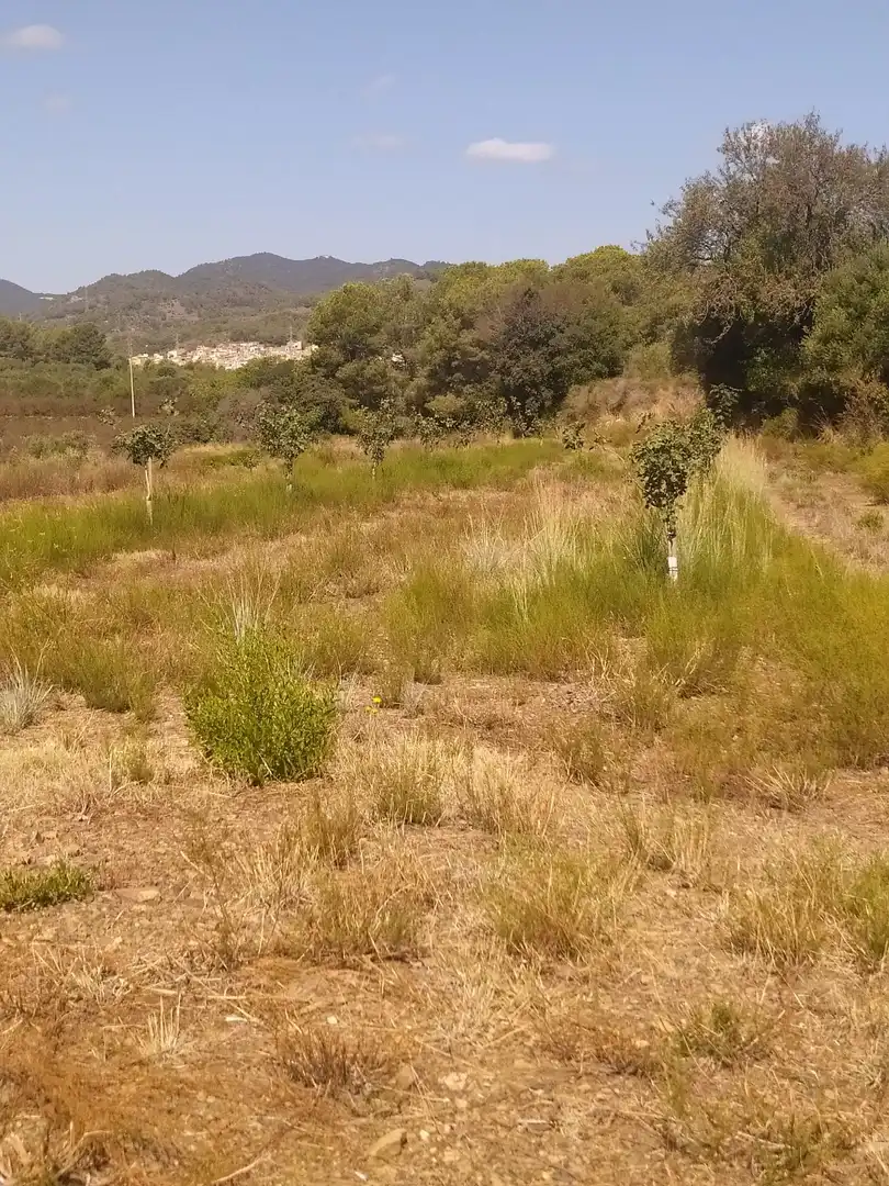 Terreno rustico in vendita a Riudecols, imagen 4
