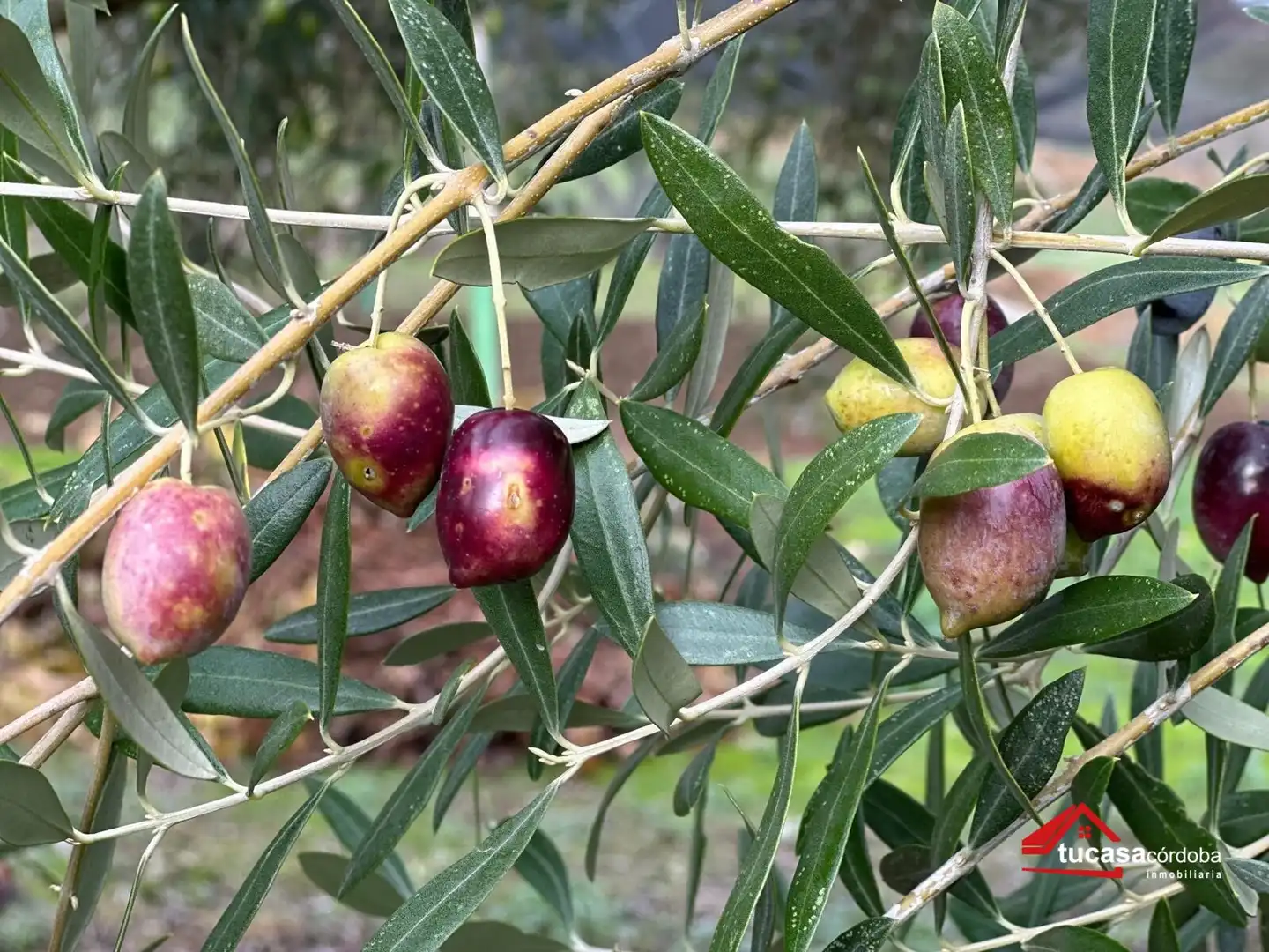 Terreno rustico in vendita a Villanueva del Rey, imagen 35