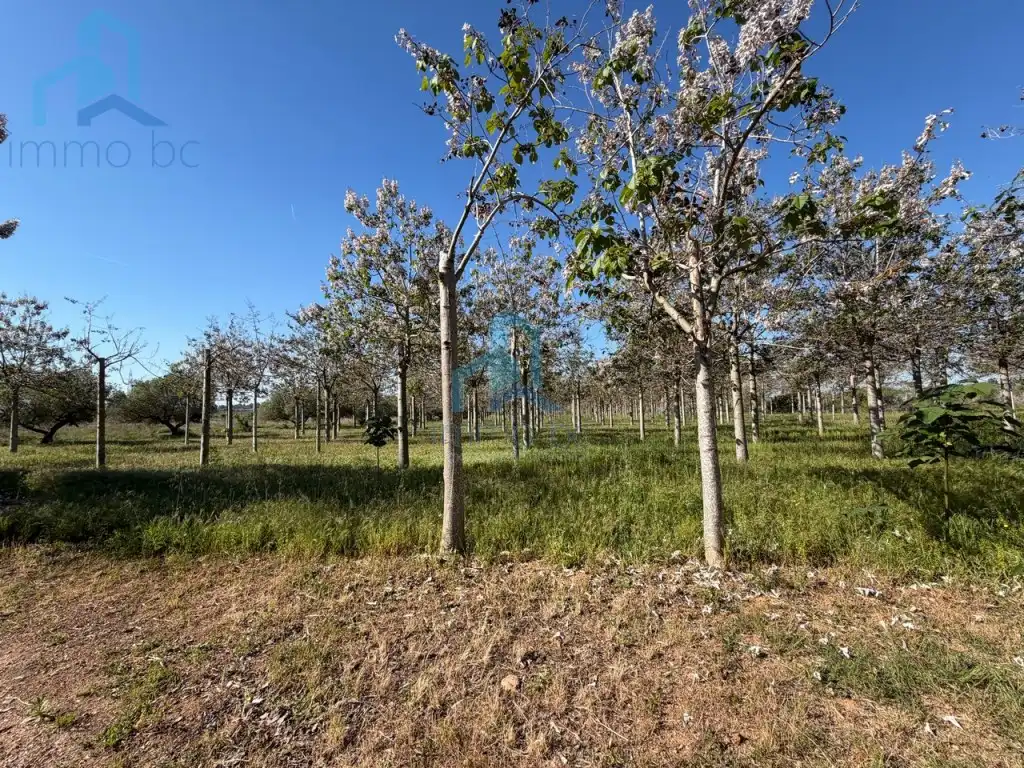 Casa o chalet en venta en Constantí