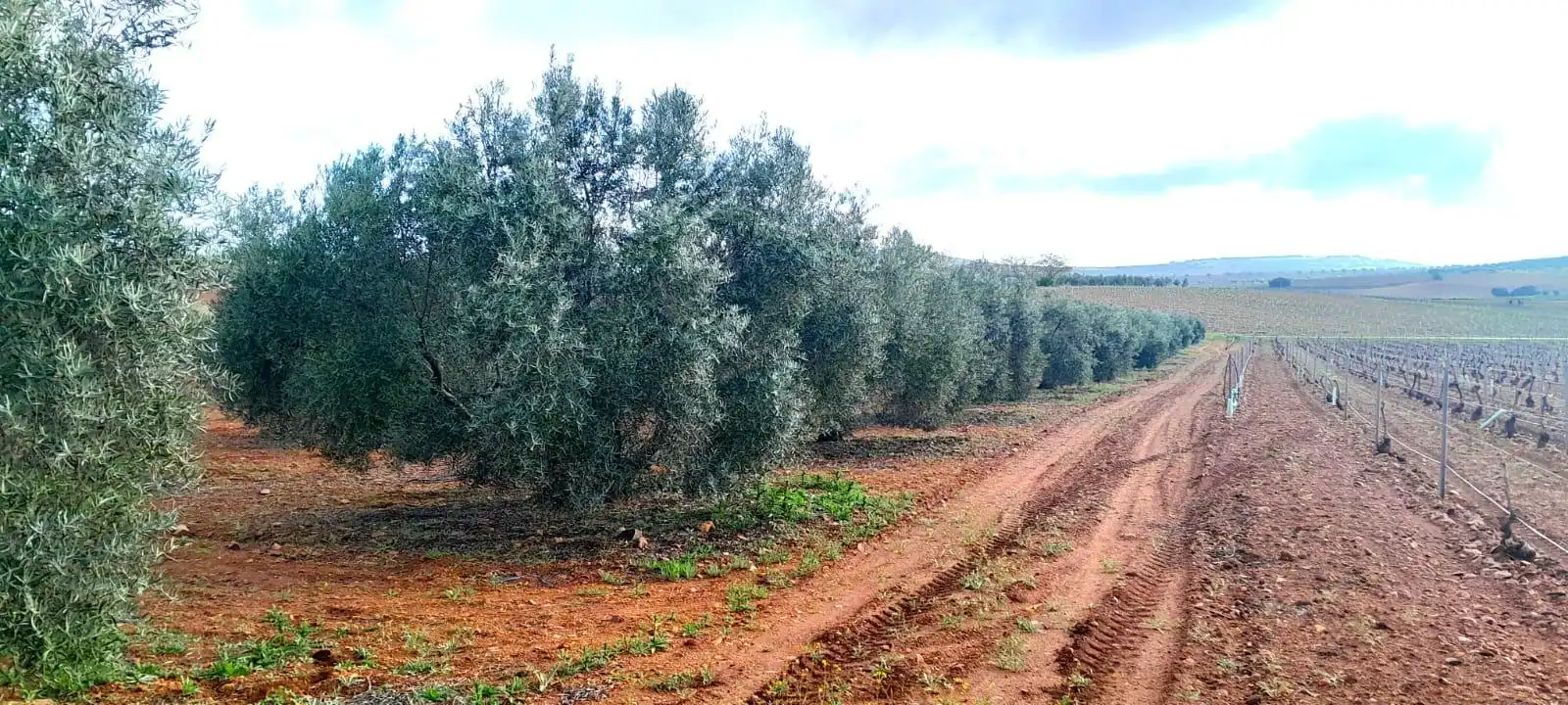 Rural land for sale in Valdepeñas, imagen 2