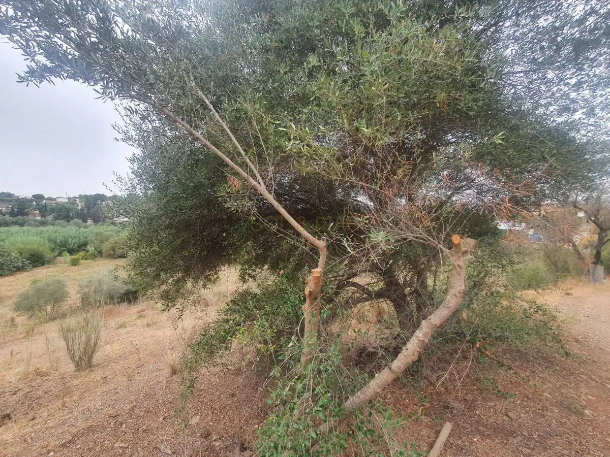 Finca rústica en venta en Málaga