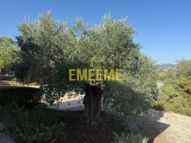 Finca rústica en venta en Centro