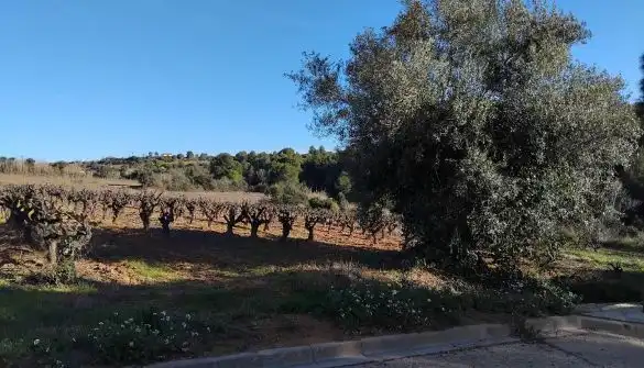 Lands and plots for sale in Sant Llorenç d'Hortons, imagen 3