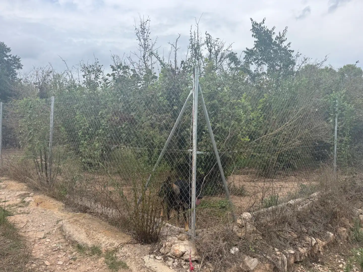 Terreny rústic en venda a Carretera del Catllar 22, imagen 2