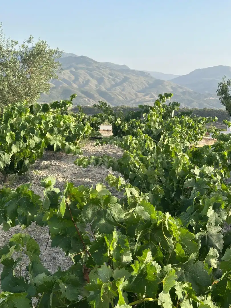 Vista exterior de Finca rústica en venta en Somontín