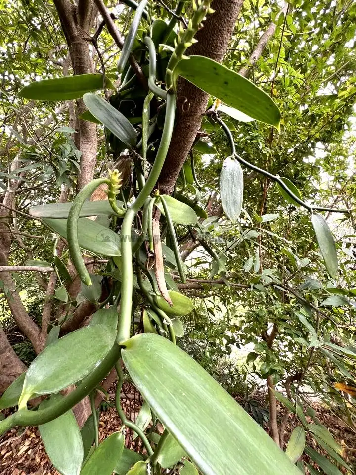 Jardín de Finca rústica en venta en Vallehermoso con Aire acondicionado, Calefacción y Jardín privado