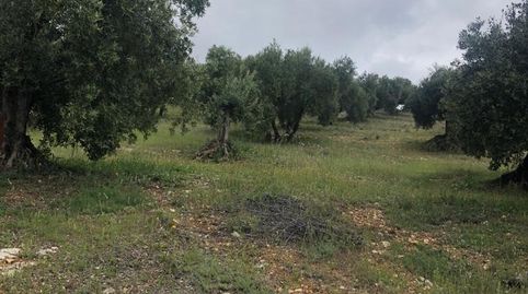 FINCA DE OLIVAR EN PRIEGO DE CORDOBA, immagine 2