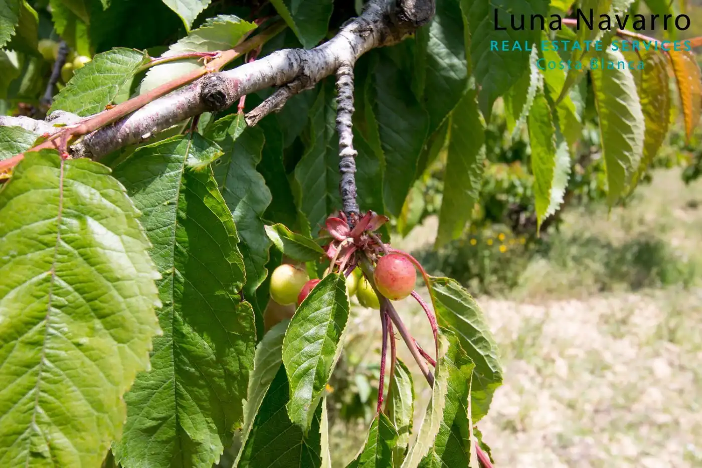Finca rústica en venta en confrides, Confrides
