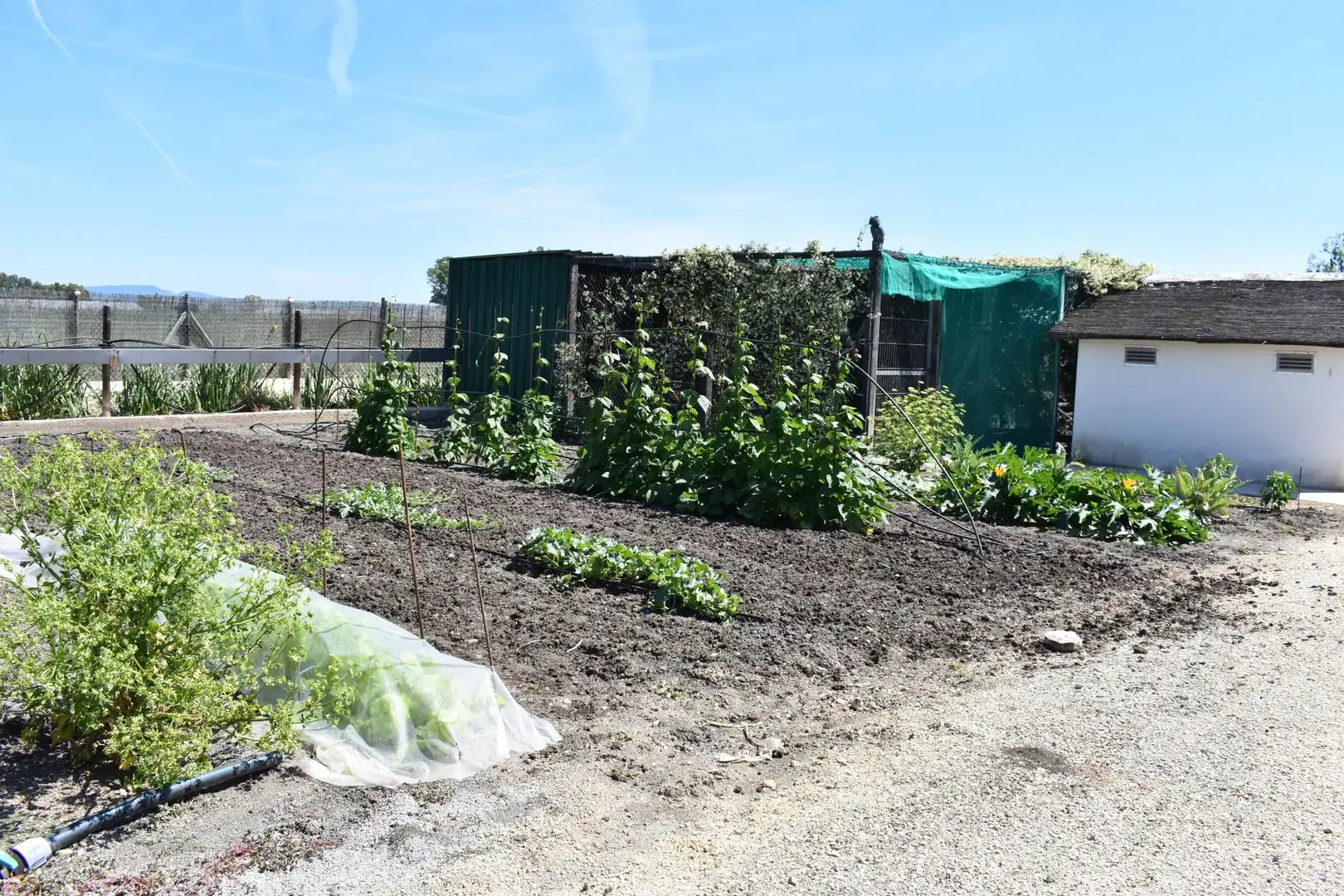 Finca rústica en venda a Eucaliptus - Poble Nou del Delta