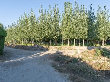 Terreno rustico in vendita a Calle Calle San José de Pedro Ruiz