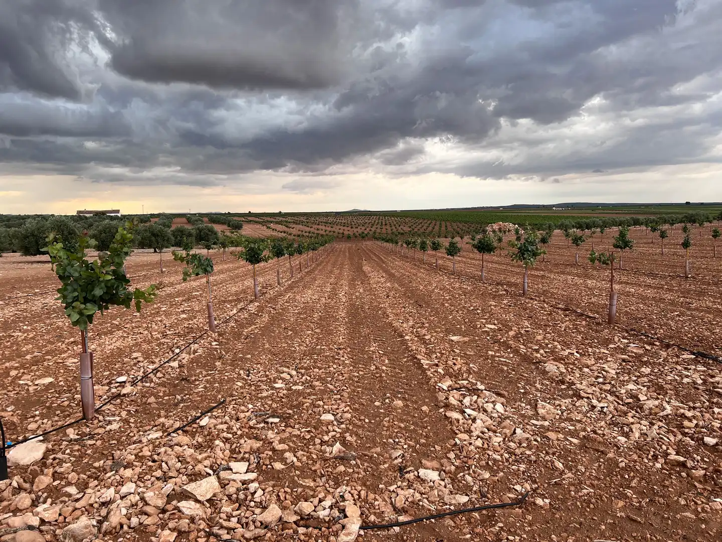 Terreno rustico in vendita a Herencia