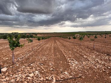 Terreno rustico in vendita a Herencia