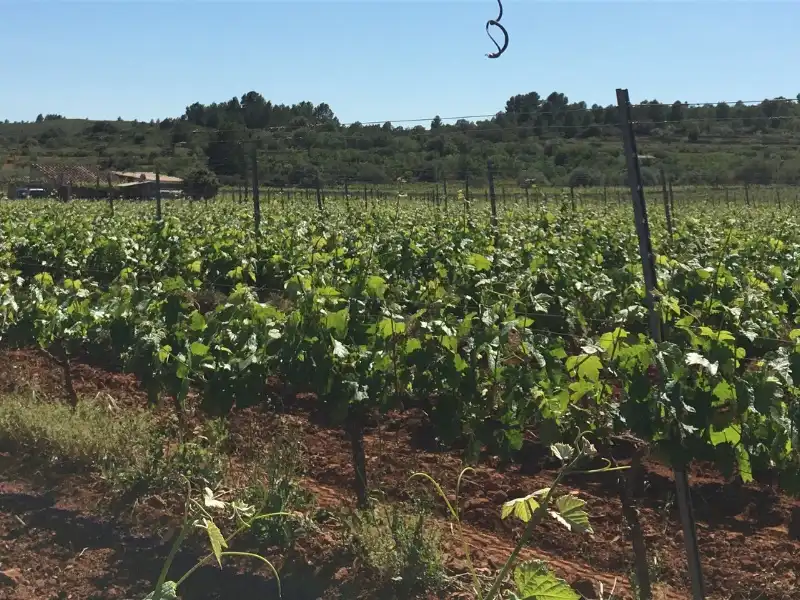 Terreno rústico en venta en Camí Reial del Frontó a la Bassa del Surco 11, imagen 14