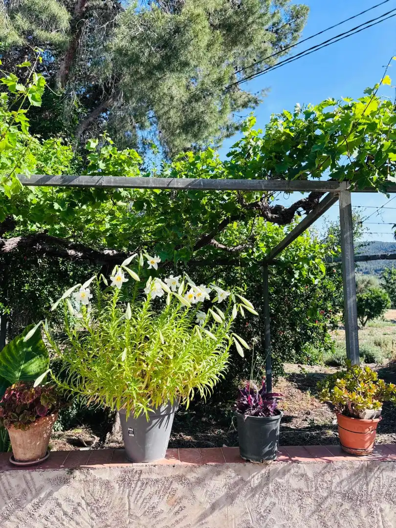 Garten von Haus oder Chalet zum Verkauf in Murcia mit Möbliert