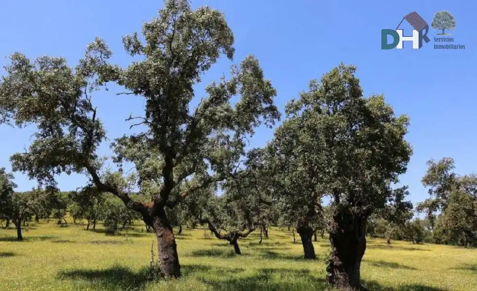 Terreni e lotti in vendita a San Roque - Ronda Norte