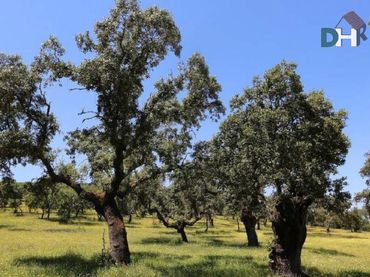 Terrenys i solars en venda a San Roque - Ronda Norte